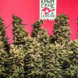 Татарская Ракета Feminised Татарская Ракета Feminised