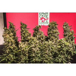 Татарская Ракета Feminised