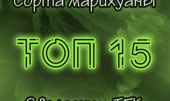 Топ 15 сортов конопли