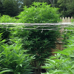 Critical Jack Herer Feminised Critical Jack Herer Feminised