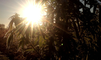 Почему стоит покупать семена конопли осенью