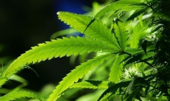 В Слуге народа рассказали о двух путях легализации каннабиса