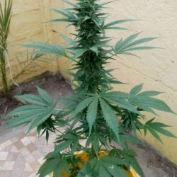 New York City Feminised New York City Feminised