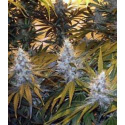 Northern light х Northern light Feminised Northern light х Northern light Feminised