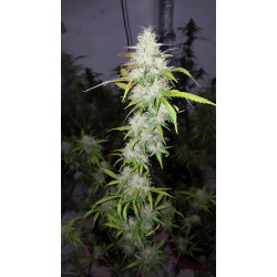 60 DAY WONDER AUTO 60 DAY WONDER AUTO