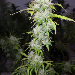 60 DAY WONDER AUTO 60 DAY WONDER AUTO