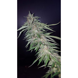 60 DAY WONDER AUTO 60 DAY WONDER AUTO