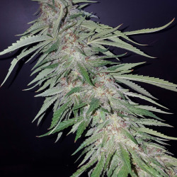 60 DAY WONDER AUTO 60 DAY WONDER AUTO