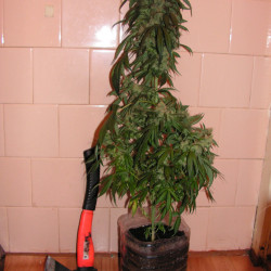 8 Miles High 8 Miles High