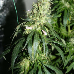 8 Miles High 8 Miles High