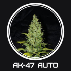 Auto AK47 Feminised Auto AK47 Feminised