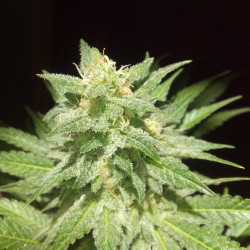 Auto Afghan Kush Feminised