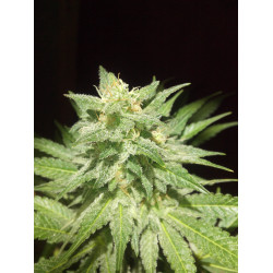 Afghan Kush Feminised Afghan Kush Feminised