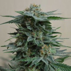 AK Kush Feminised