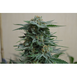 AK Kush Feminised AK Kush Feminised