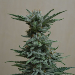 AK Skunk Feminised