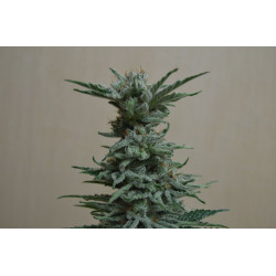 AK Skunk Feminised AK Skunk Feminised
