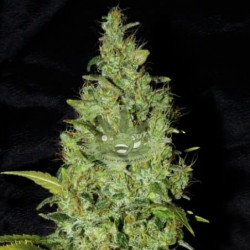 АK-47 Feminised АK-47 Feminised