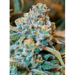 Amnesia Haze Feminised Amnesia Haze Feminised