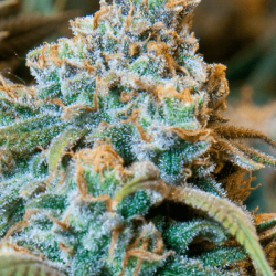 Amnesia Haze Feminised Amnesia Haze Feminised