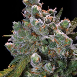 Auto AK-47 Feminised