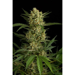 Auto Amnesia Feminised Auto Amnesia Feminised