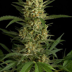 Auto Amnesia Feminised