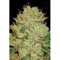 Auto Big Bud Feminised Auto Big Bud Feminised