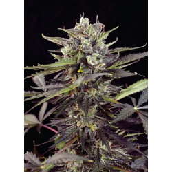Auto Blueberry Feminised Auto Blueberry Feminised