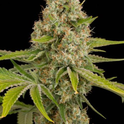 Auto OG Kush Feminised Auto OG Kush Feminised