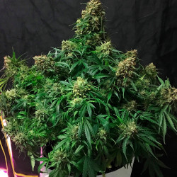 Auto Glueberry OG Feminised Auto Glueberry OG Feminised