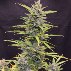 Auto Glueberry OG Feminised Auto Glueberry OG Feminised