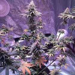 Black domina x Bubble gum Black domina x Bubble gum