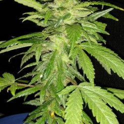 Black Domina x Rosetta Black Domina x Rosetta