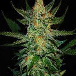 Black Domina Feminised