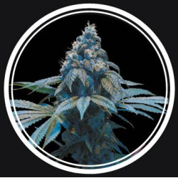 Blue Queen Feminised Blue Queen Feminised