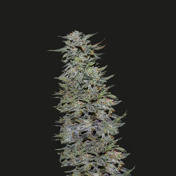 Boy Scout Cookies Feminised Boy Scout Cookies Feminised