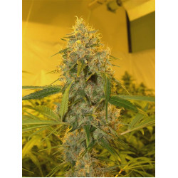 Chocolope Feminised Chocolope Feminised