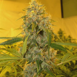 Chocolope Feminised Chocolope Feminised