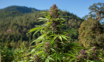 Chocolope, сорт шоколад?