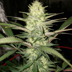 COTTON CANDY KUSH FEMINISED