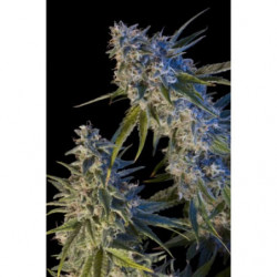 Early Kush Feminised Early Kush Feminised