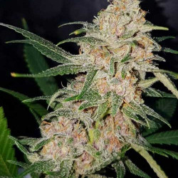 Girl Scout Cookies Feminised Girl Scout Cookies Feminised