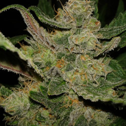 Hindu Kush Feminised Hindu Kush Feminised