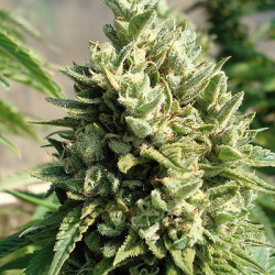 Kandy Kush Feminised Kandy Kush Feminised