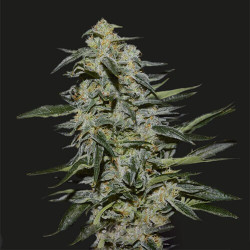 Катюша Feminised Катюша Feminised