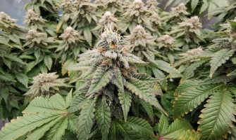 LSD сорт который не подводит