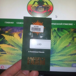 LSD Feminised LSD Feminised