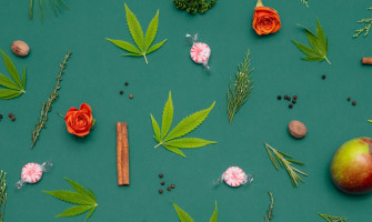 Терпены в конопле  что это?