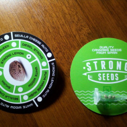 Strong Lemon Feminised